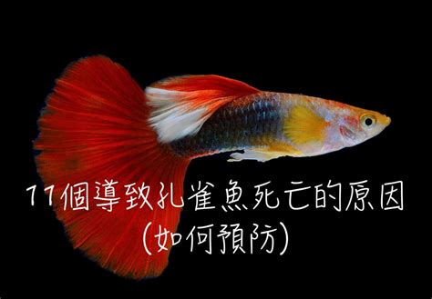 魚死了怎麼辦|11個導致孔雀魚死亡的原因(如何預防)